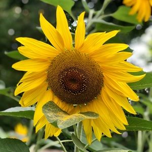 Meet your Posher, Jane